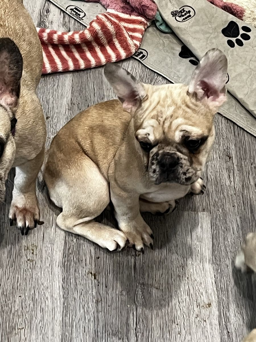 AKC FRENCH BULLDOG