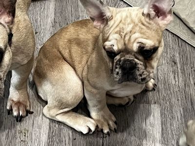 AKC FRENCH BULLDOG