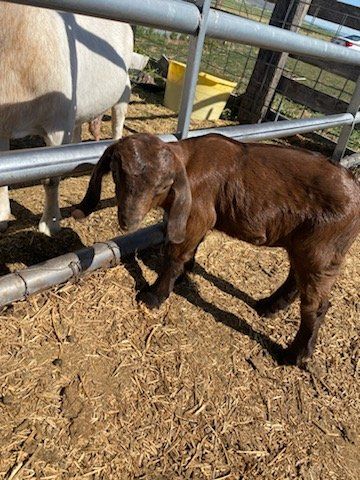 Young Boer Goat - Unsexed, Healthy Livestock for Sale