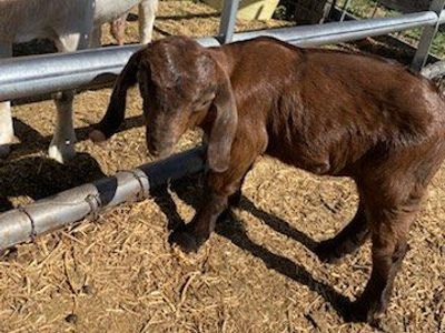Young Boer Goat - Unsexed, Healthy Livestock for Sale