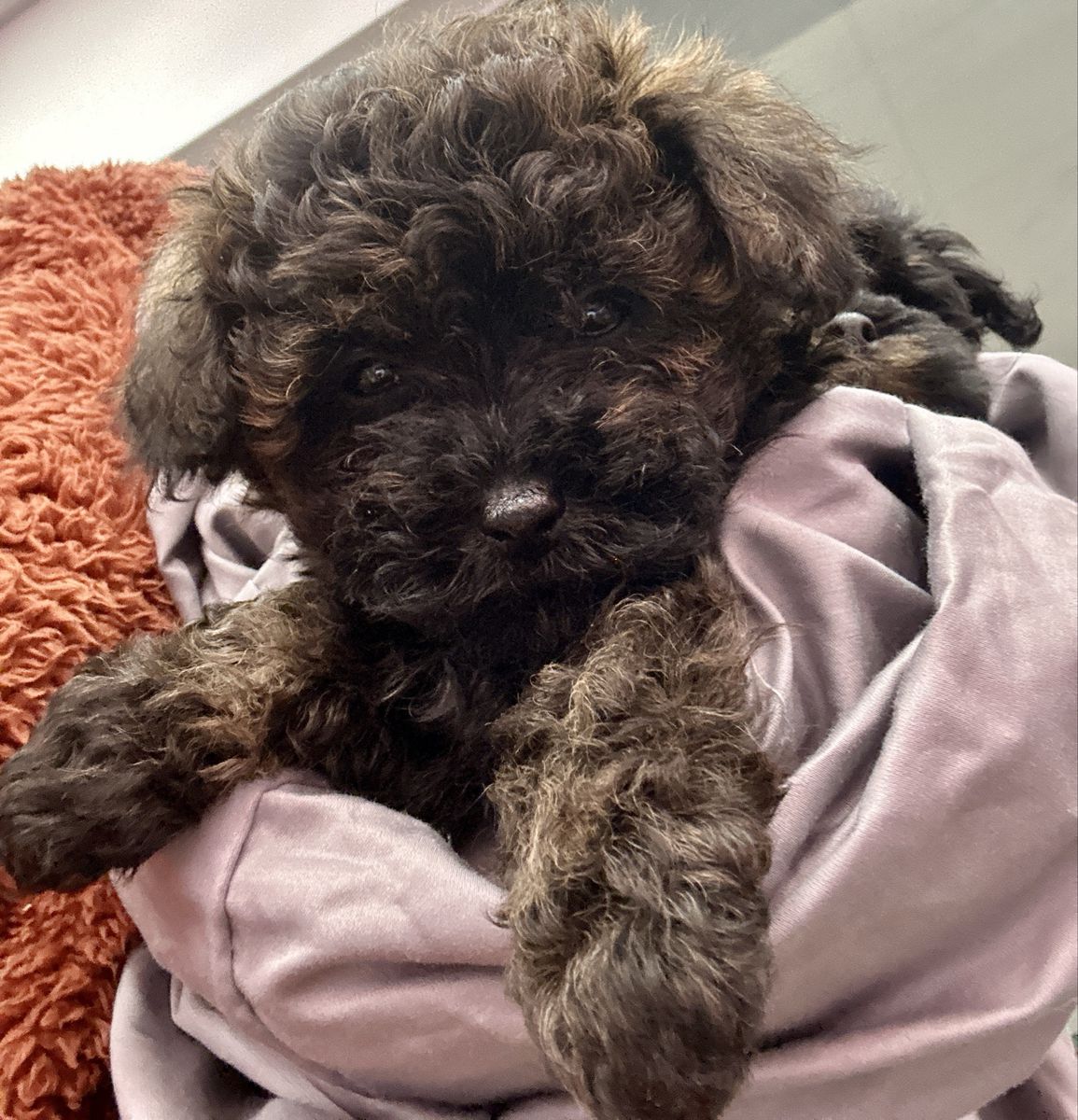 Female Yorkiepoo Mix Puppy Poodle Small Lap Dog sweet toy sized girl