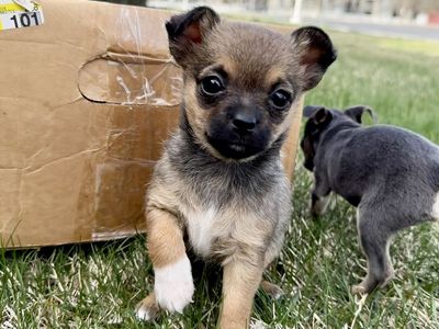 Last Tiny Female Chihuahua Puppy Ready Now