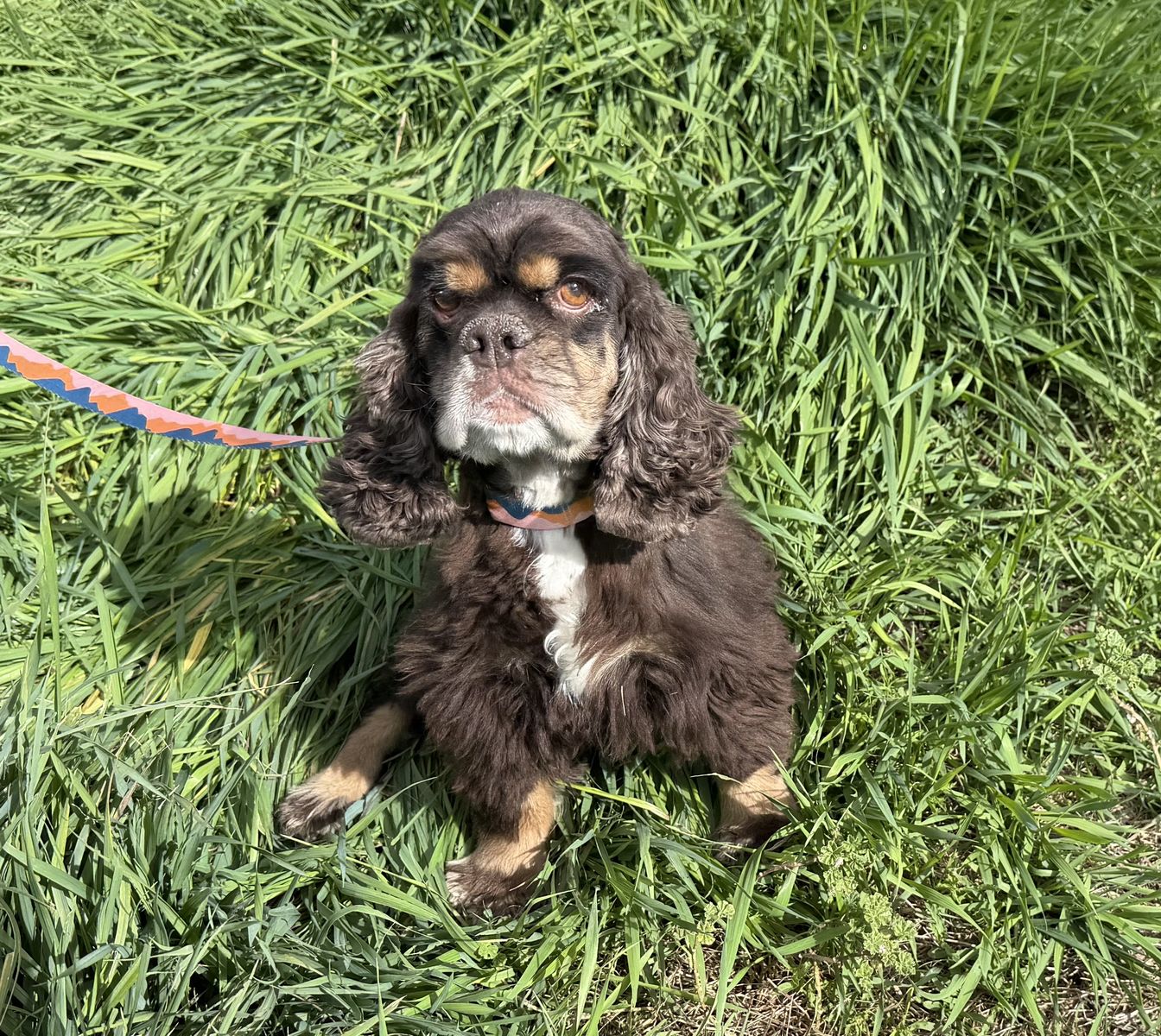 Chocolate cocker spaniel girl - free to good home | Dogs | KSL Classifieds