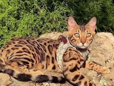 Show Quality / Breed Quality- Bengal Studs