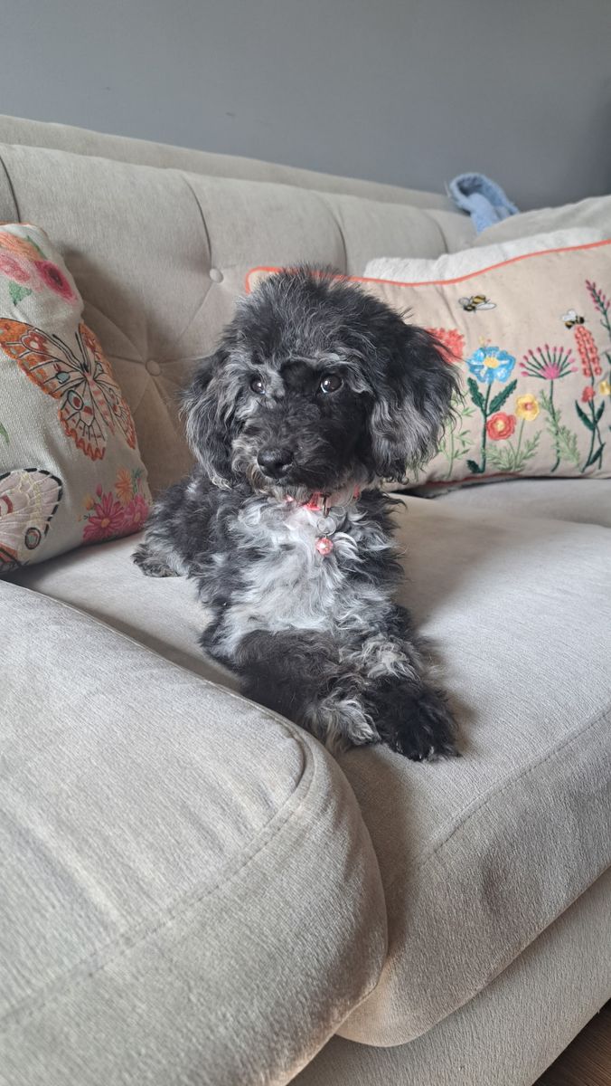 Exquisite Mini Poodles — Rare Premium Markings!