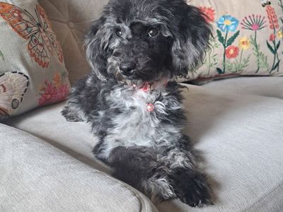 Exquisite Mini Poodles — Rare Premium Markings!