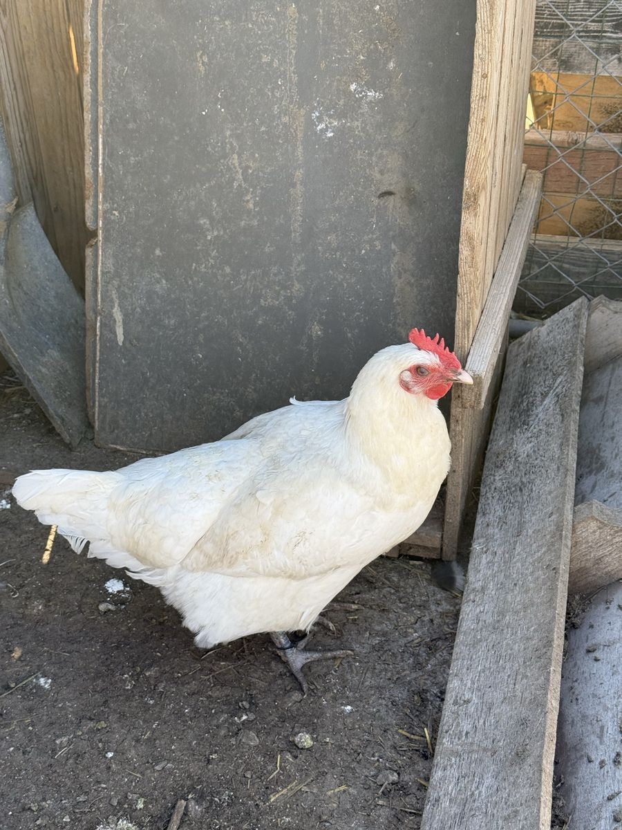 Trio of Laying Hens