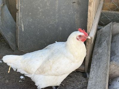 Trio of Laying Hens
