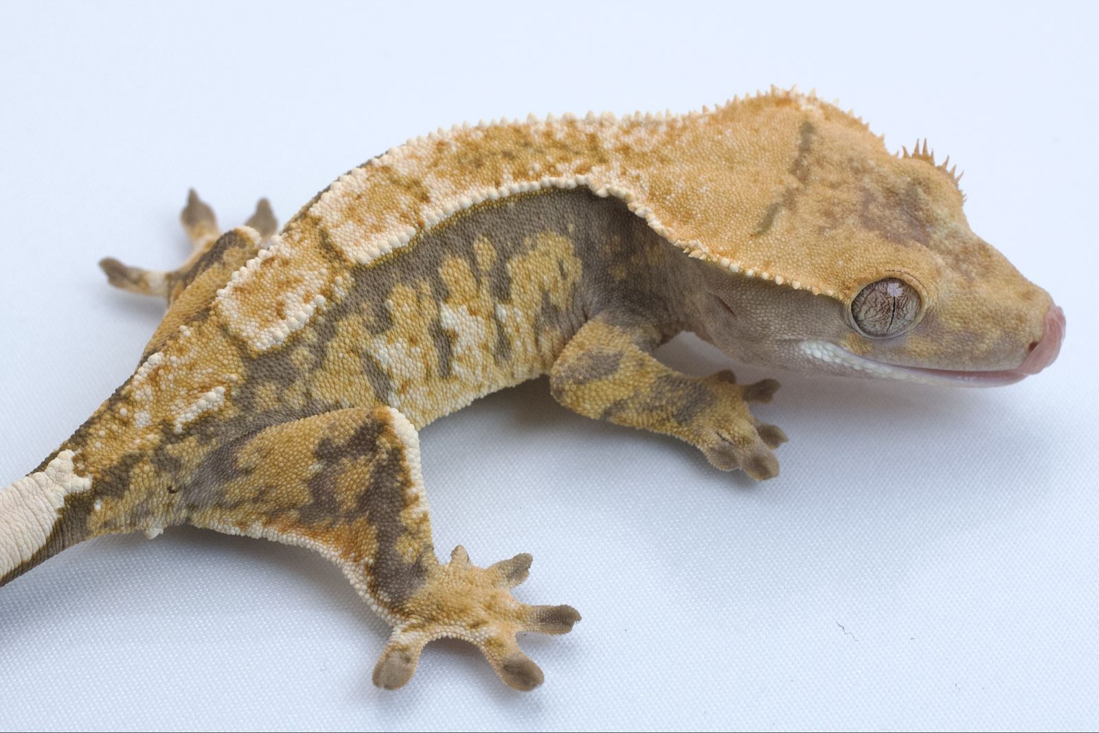 Young Crested Gecko