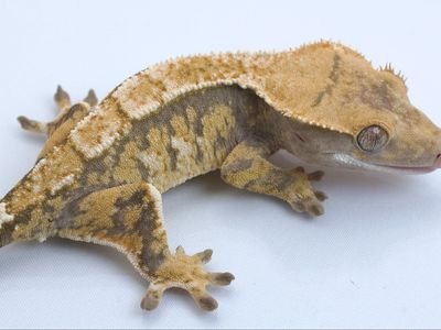 Young Crested Gecko