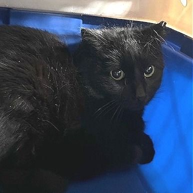 Hello my name is Bechamel