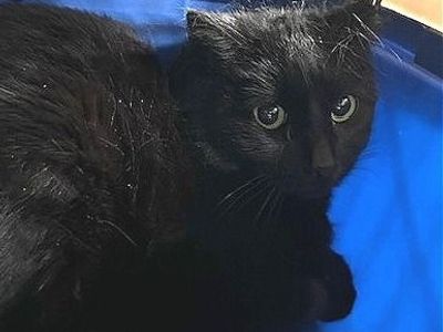 Hello my name is Bechamel