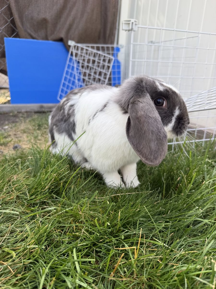 Holland lop ear bunny