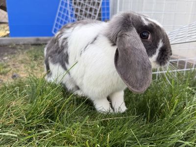 Holland lop ear bunny