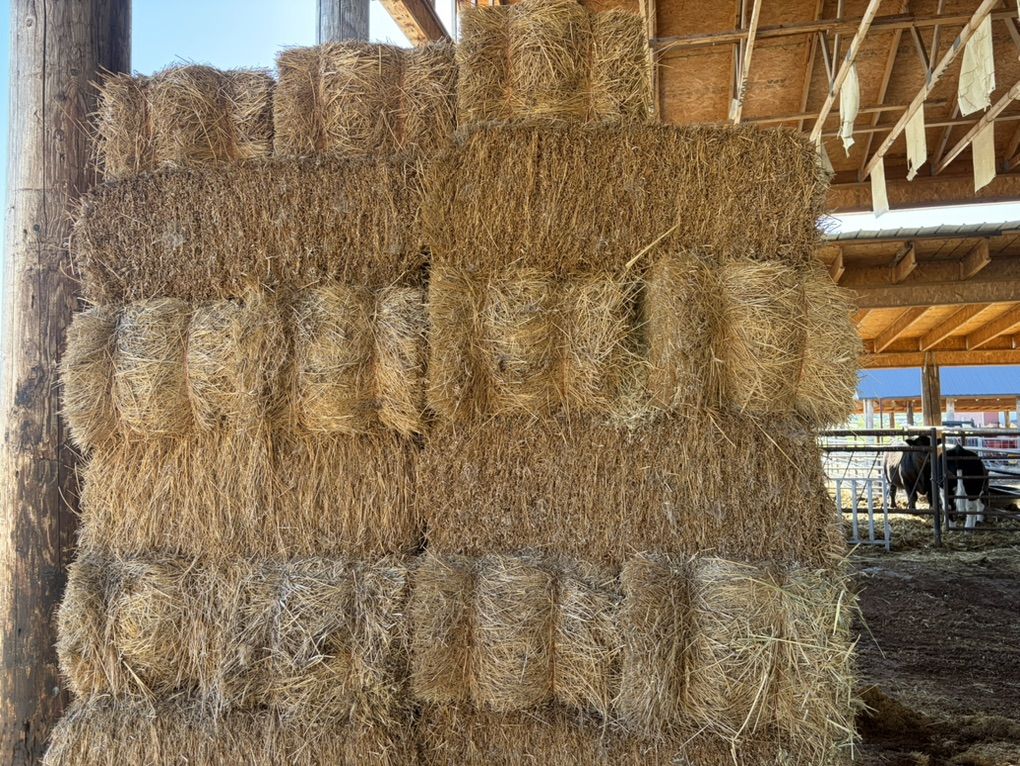 Hay