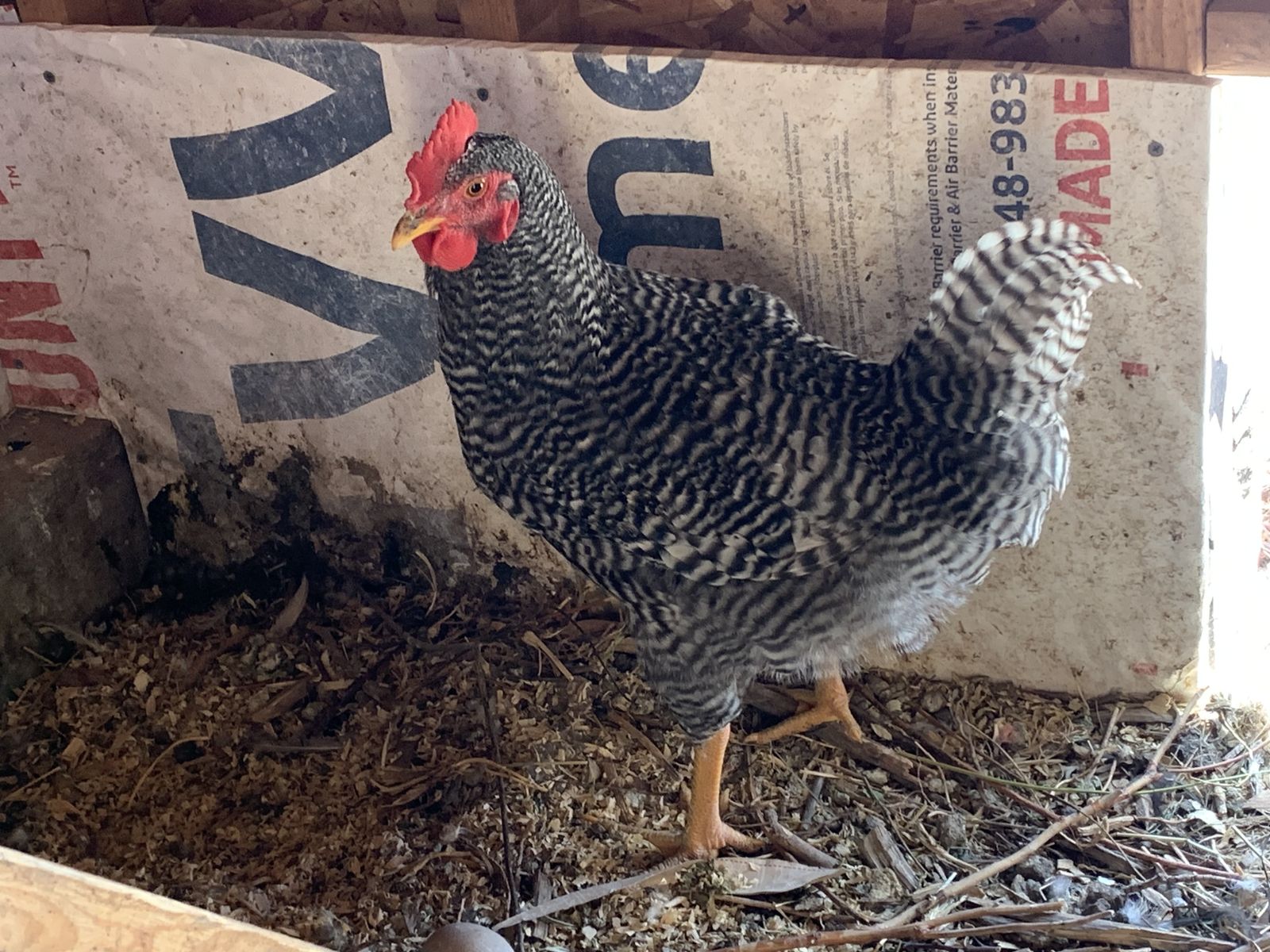 Plymouth Barred Rock Rooster