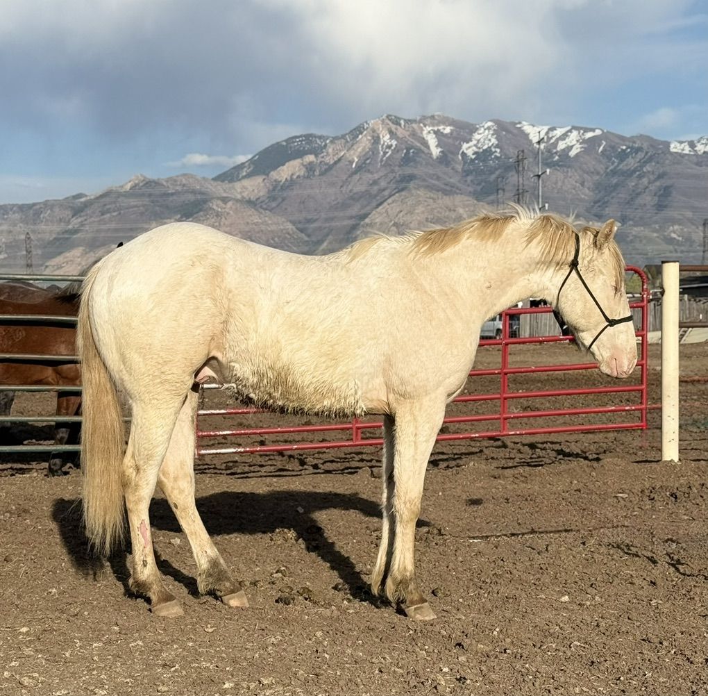 Registered Cremello Colt