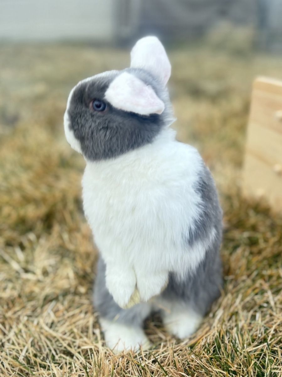 Beautiful Neutered Buck