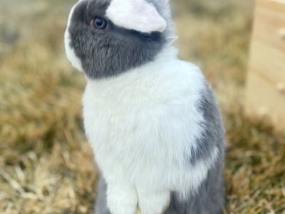 Beautiful Neutered Buck