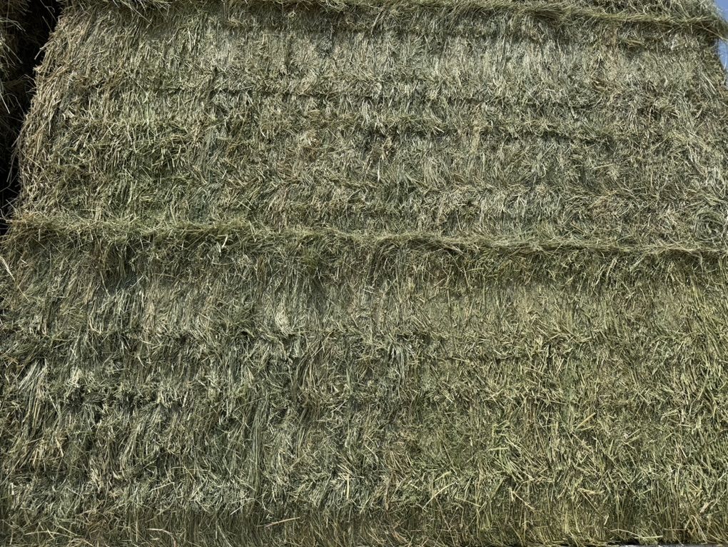 Bright Green Grass Alfalfa Mix