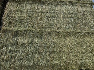 Bright Green Grass Alfalfa Mix