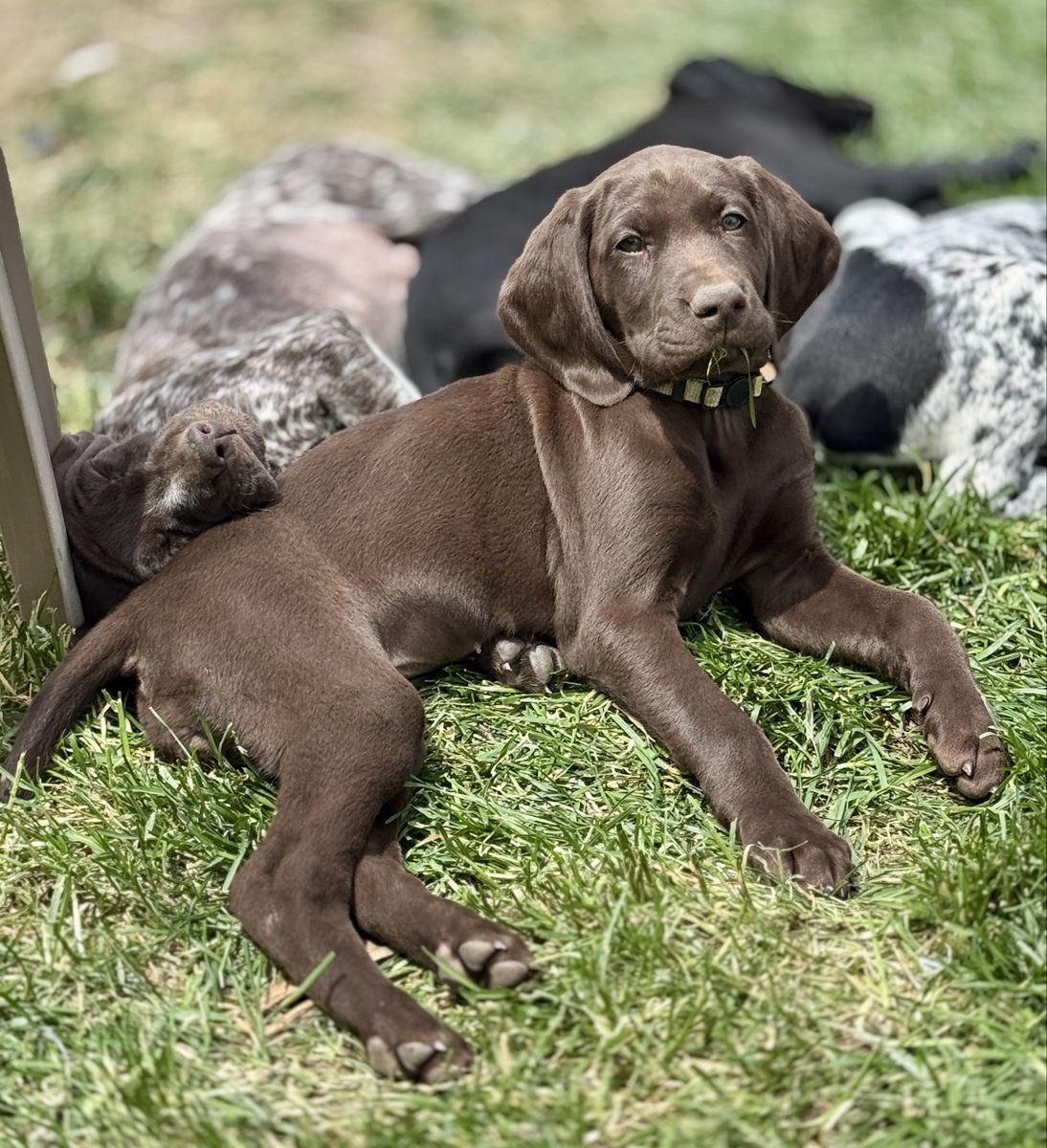 Registered DKV (Deutsch Kurzhaar) puppies!
