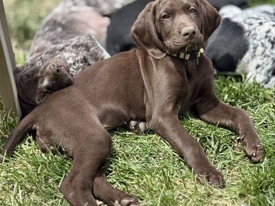 Registered DKV (Deutsch Kurzhaar) puppies!