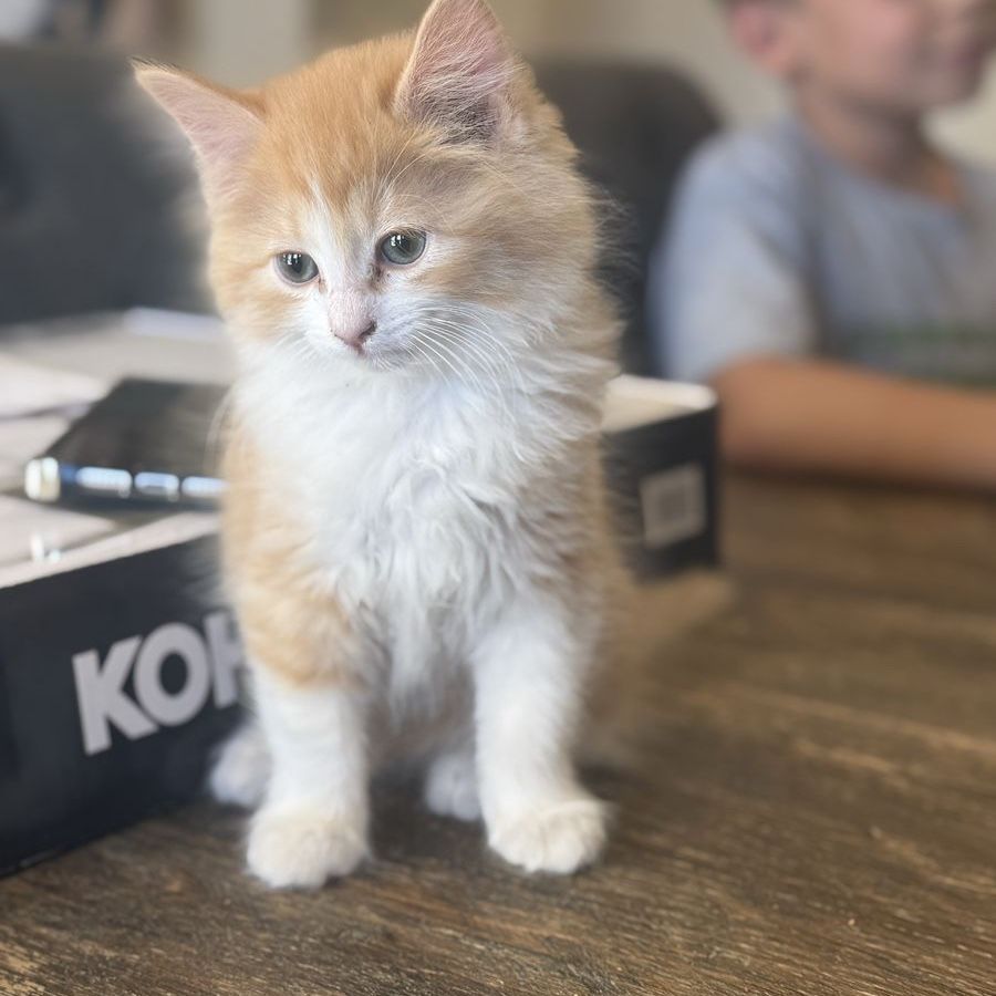 Mom & kitten! Adorable Long-Haired Male Kitten - 9 Weeks Old, Neutered & First Shots - Ready for Forever Home!