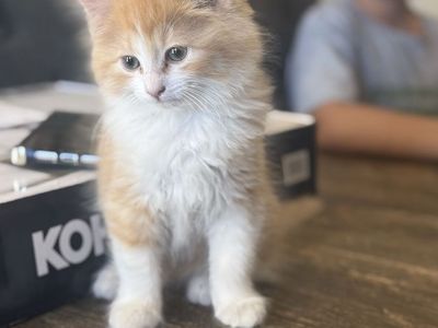 Mom & kitten! Adorable Long-Haired Male Kitten - 9 Weeks Old, Neutered & First Shots - Ready for Forever Home!