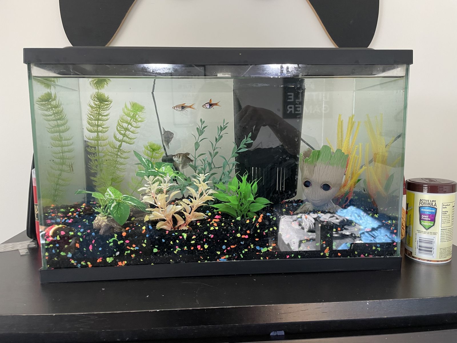 Fish and Fish Tank