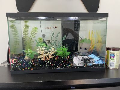Fish and Fish Tank