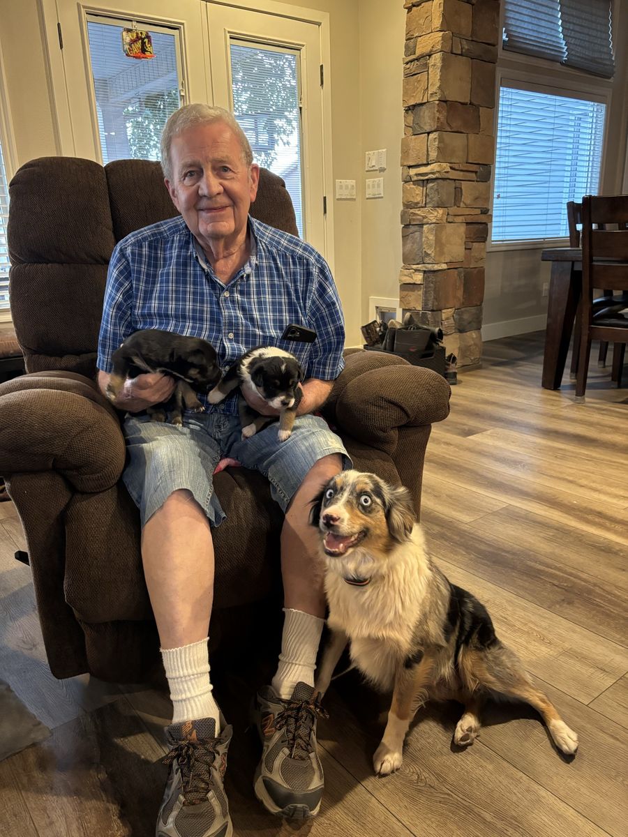 Mini Aussie pups