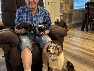 Mini Aussie pups