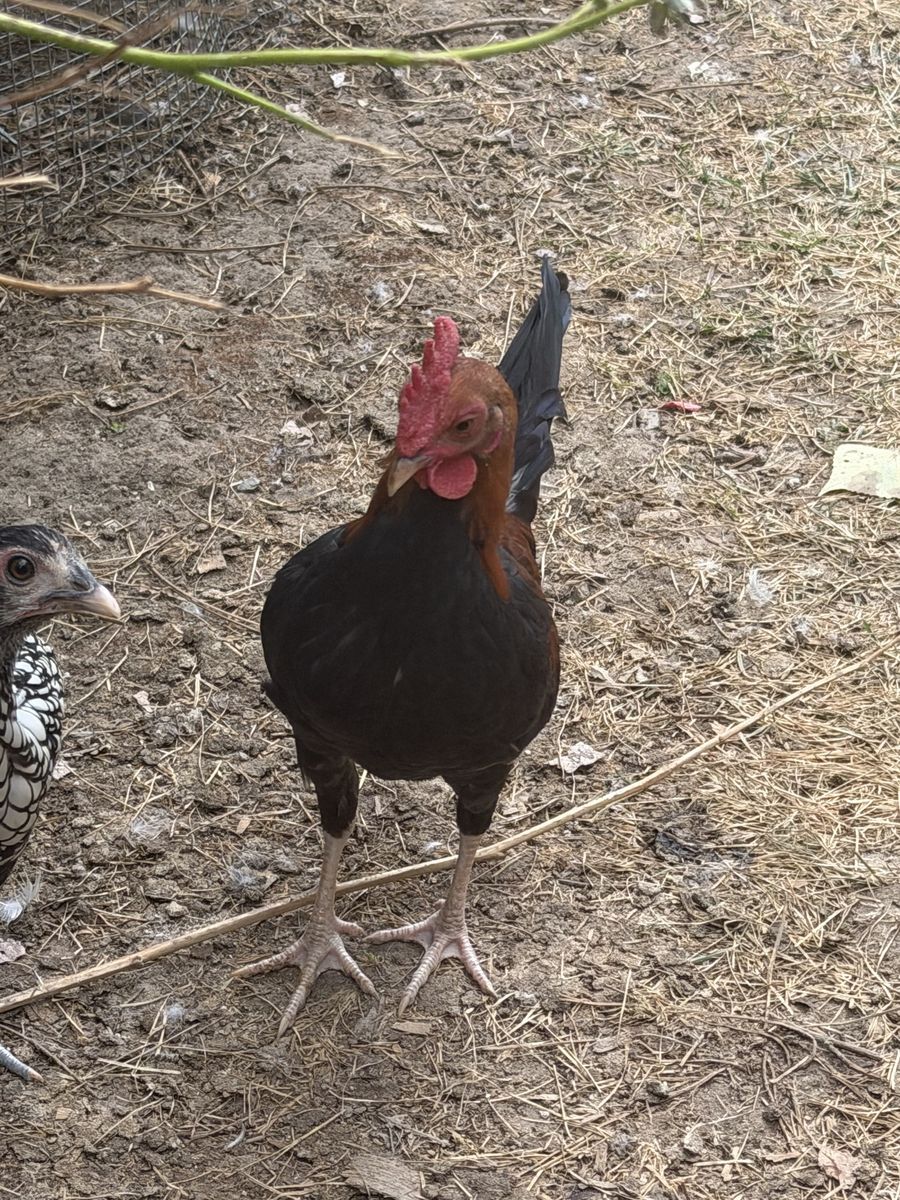 Free Bantum Roosters