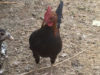 Free Bantum Roosters