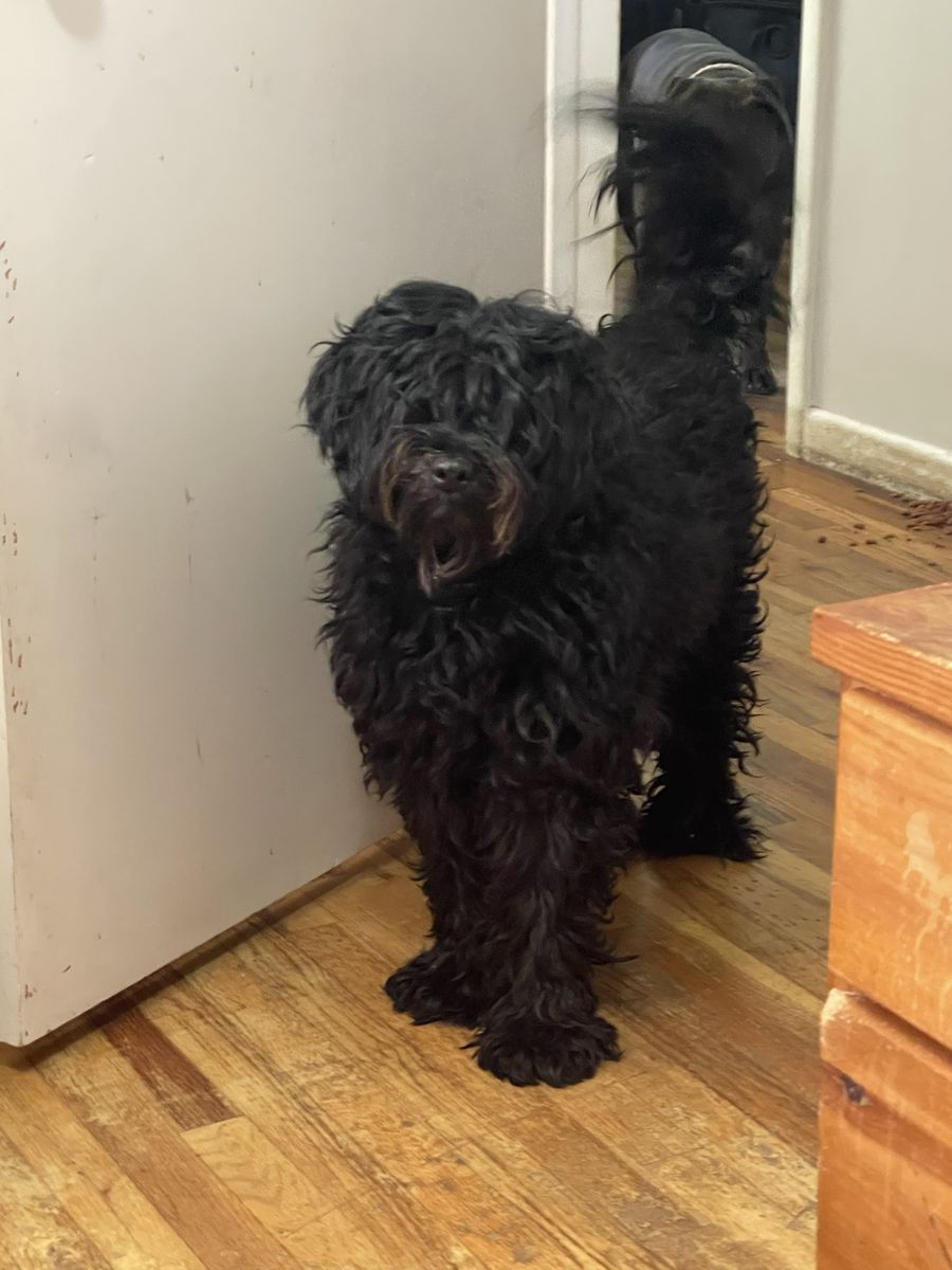 (Black) Goldendoodle