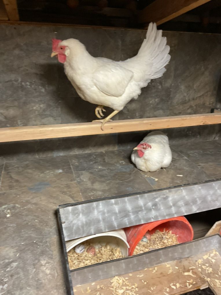 Hens