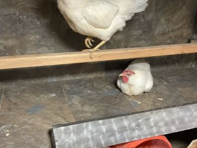 Hens