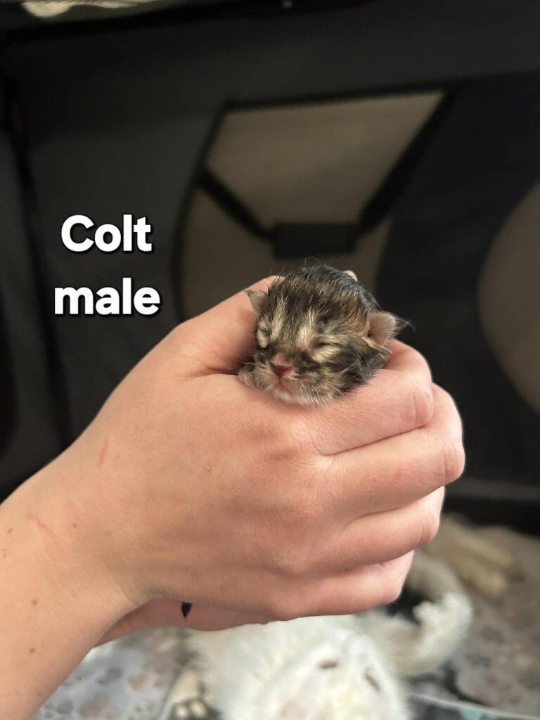 European Maine Coon Kittens