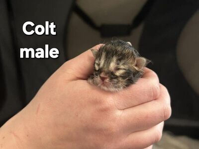 European Maine Coon Kittens