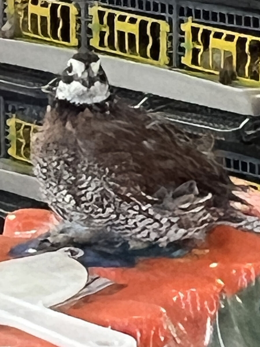 male bobwite quail
