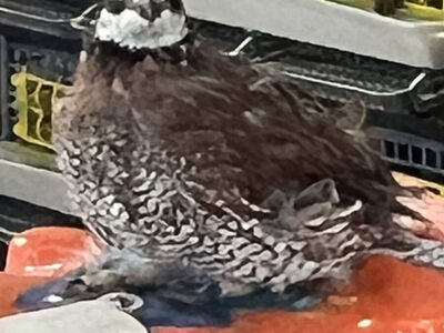 male bobwite quail