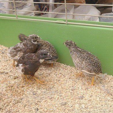 7 wk old Button quail