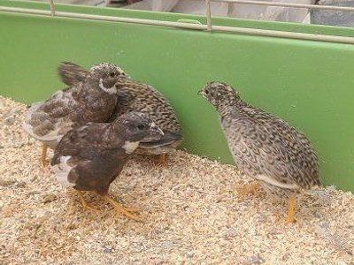7 wk old Button quail