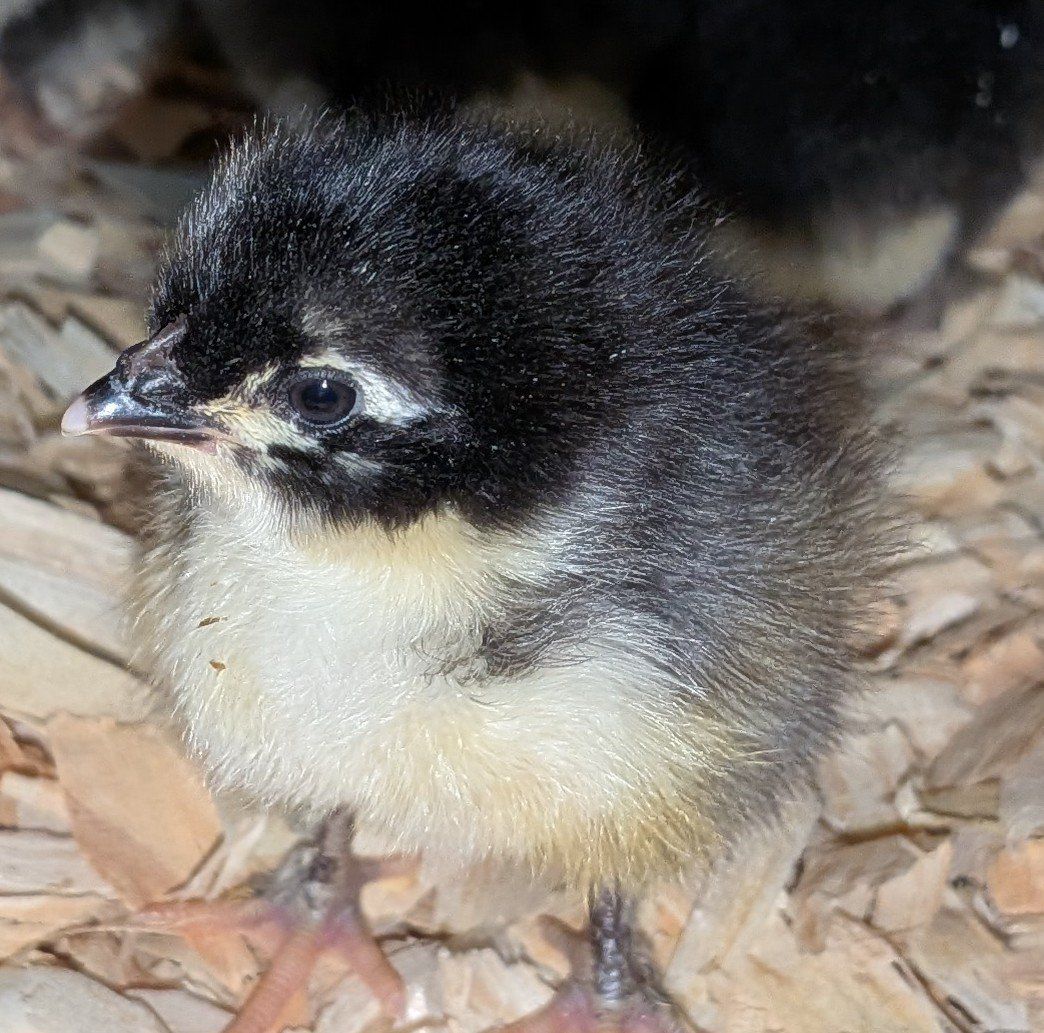 Back Copper Marans chicks, unsexed
