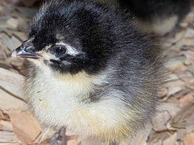 Back Copper Marans chicks, unsexed