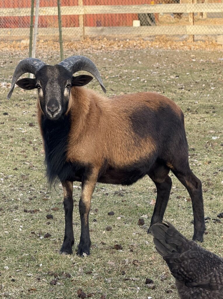 Hair Sheep Ram American Barbados