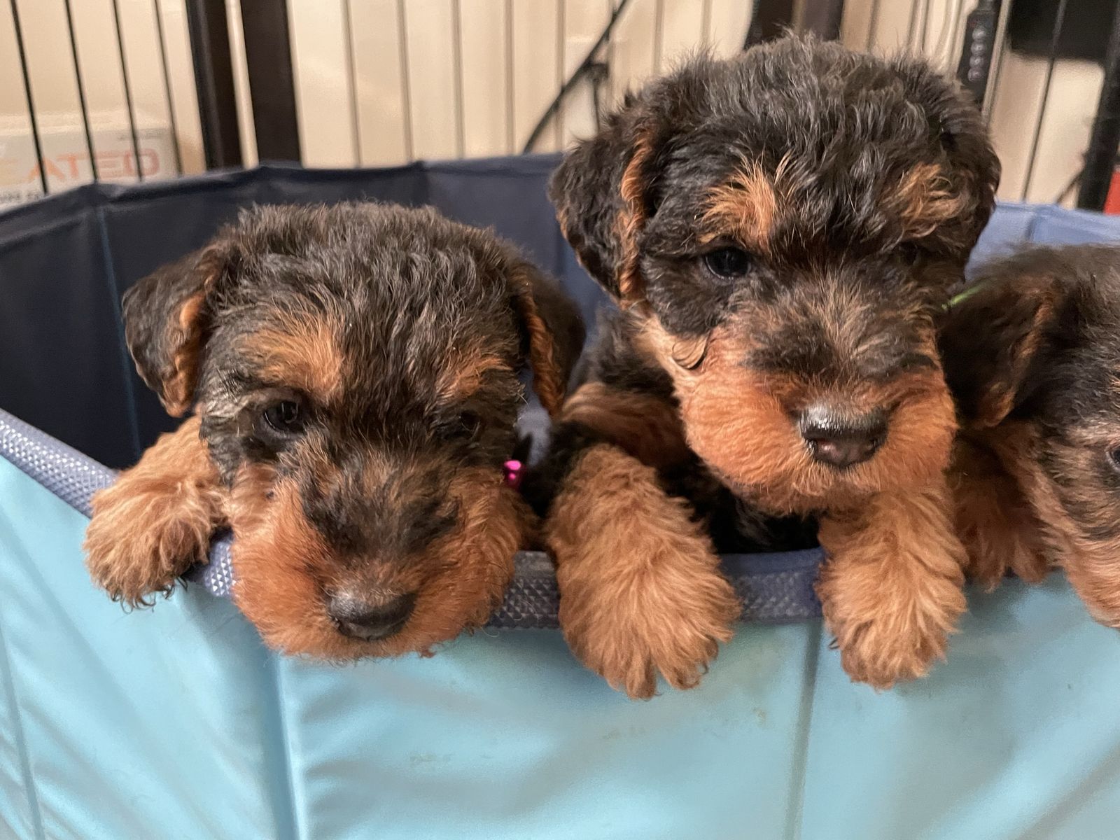 Welsh Terrier puppies