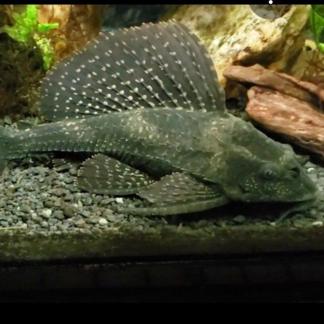 15" large spotted Hi Fin pleco
