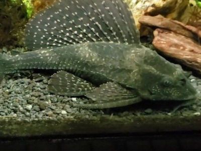 15" large spotted Hi Fin pleco